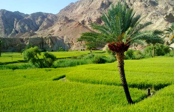 شالیزارهای روستای ازمیغان